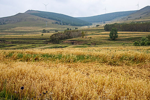 bí kíp đánh lô