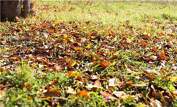soi cầu online
