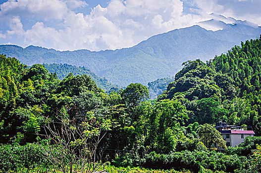 soi cau bach kim mien phi