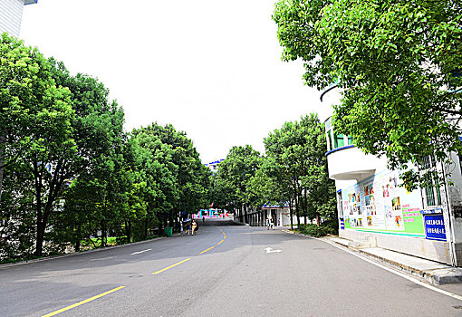 soi cau lo rong