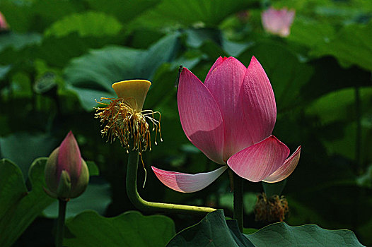 du doan xo so soc trang