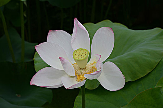 cầu bạch thủ mb