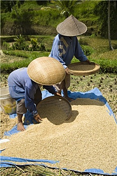 cầu bạch thủ miền bắc