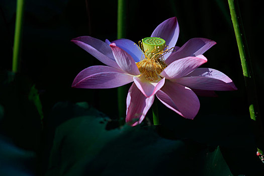 lô bạch thủ khung 5 ngày
